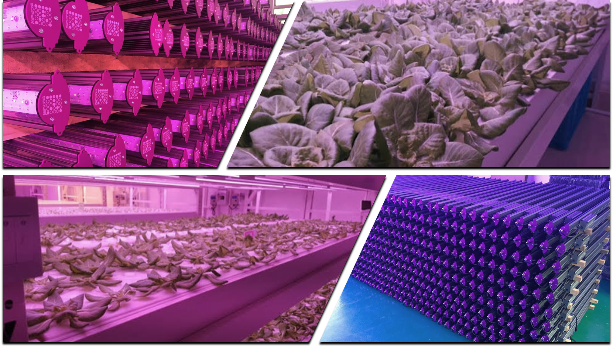 Future Farm Releases LED Canada Update